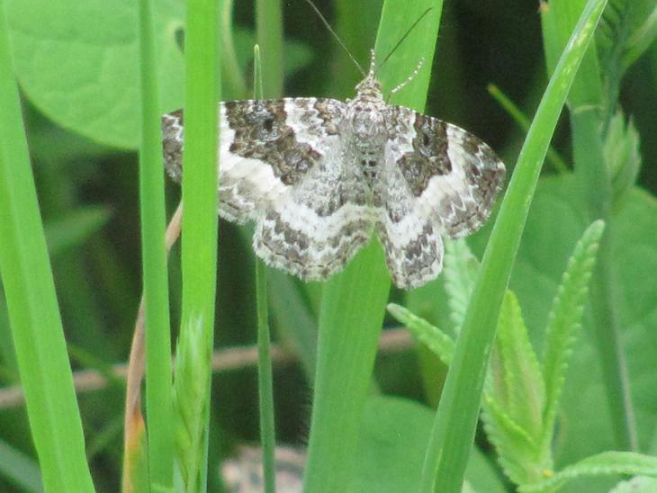 Epirrhoe alternata?